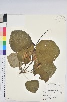 圓葉血桐藏品圖，第1張