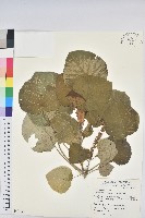 圓葉血桐藏品圖，第1張