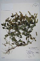 爵床藏品圖，第1張