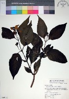 玉葉金花藏品圖，第1張