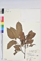 茄苳、重陽木藏品圖，第1張