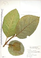 大冇榕、稜果榕藏品圖，第1張