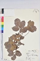 茄苳、重陽木藏品圖，第1張