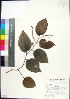 蘭嶼風藤藏品圖，第1張