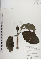 紅頭咬人狗藏品圖，第1張