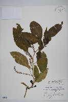 多子漿果莧藏品圖，第1張