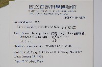 多子漿果莧藏品圖，第2張