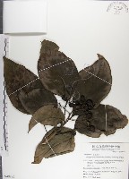 青脆枝藏品圖，第1張