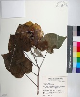 黃槿藏品圖，第1張