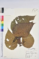 血桐藏品圖，第1張