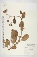 蘭嶼木耳菜藏品圖，第1張