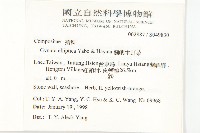 蘭嶼木耳菜藏品圖，第2張