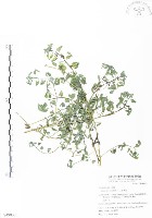 三葉木藍藏品圖，第1張