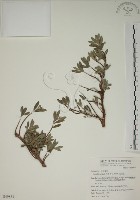 水芫花藏品圖，第1張