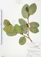 山豬枷藏品圖，第1張