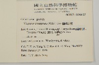 蘭嶼裸實藏品圖，第2張