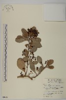 蘭嶼裸實藏品圖，第1張