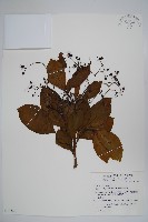 蘭嶼厚殼樹藏品圖，第1張