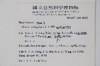 蘭嶼厚殼樹藏品圖，第2張