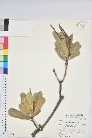 蘭嶼土沉香藏品圖，第1張