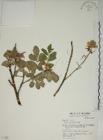 毛苦參藏品圖，第1張