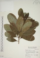 蘭嶼海桐藏品圖，第1張