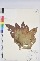 假鐵莧藏品圖，第1張