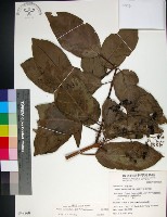 臭娘子藏品圖，第1張