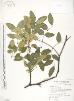 搭肉刺藏品圖，第1張