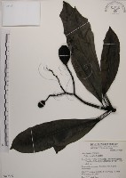 海檬果藏品圖，第1張