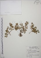 台灣佛甲草、石板菜藏品圖，第1張