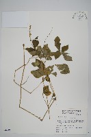 假川牛膝藏品圖，第1張