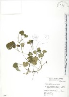 苞花蔓藏品圖，第1張