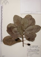 大葉山欖、臺灣膠木藏品圖，第1張