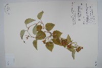 蘭嶼牛皮消、蘭嶼白薇藏品圖，第1張