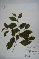 草野氏冬青藏品圖，第1張