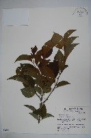 草野氏冬青藏品圖，第1張