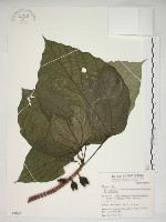 蘭嶼落葉榕藏品圖，第1張