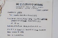 針刺草藏品圖，第2張