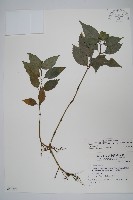 直立半插花藏品圖，第1張