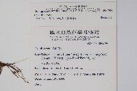 直立半插花藏品圖，第2張