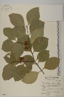 日本賽衛矛、日本假衛矛藏品圖，第1張