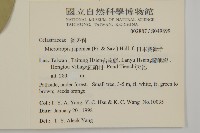 日本賽衛矛、日本假衛矛藏品圖，第2張