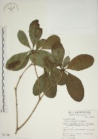 蘭嶼海桐藏品圖，第1張