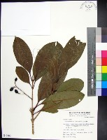 紅頭李欖, 蘭嶼李欖藏品圖，第1張