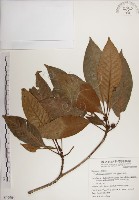 蘭嶼九節木藏品圖，第1張