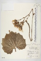 山菊藏品圖，第1張