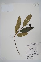 大錦蘭藏品圖，第1張