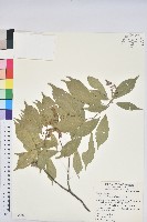 油葉石櫟藏品圖，第1張