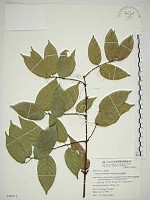 巒大雀梅藤藏品圖，第1張